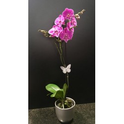 Orquidea Violeta 1 vara con maceta